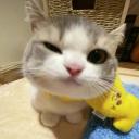 miau ᓚᘏᗢ