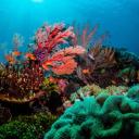 ✧.* •·.·' Echo Reef '·.·•  *.✧ Discord Server
