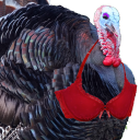 𝙻𝚎𝙱𝚛𝚊𝚜𝚔𝚎𝚢