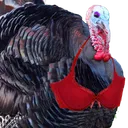 𝙻𝚎𝙱𝚛𝚊𝚜𝚔𝚎𝚢