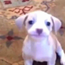 COS REALISM Survival Lite Discord server icon