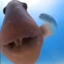сервер анчоусов