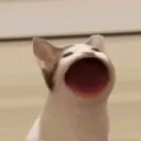 POPCAT CLUB