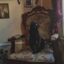 𝒫ℯ𝒸𝒸𝒶𝒹𝒾𝓁𝓁ℴℯ𝓈's icon