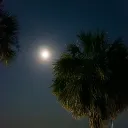 Night's Nexus