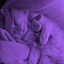 The Sleepover