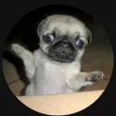 Pug Palace