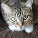The Cats Community!
