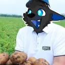 Potato Fields