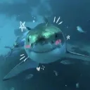 🦈 Shark's Shiver 🦈