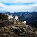 the Mountain Goats crew