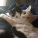 Selenia Discord server icon