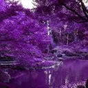 Garden of Solace
