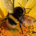 🐝🍯 Boo Bee’s