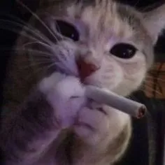 𝕒𝕔𝕥𝕚𝕧𝕚𝕤𝕥𝕤 — мониторинг Discord сервера, статистика и рейтинг