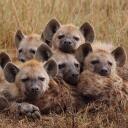 Yeen Den Discord Server