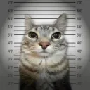 Political Yappers's icon