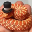 slippy snakes