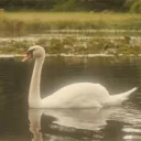 🦢𓂃。: ⋆˚𝜗𝜚˚⋆ // · sᥒ᥆ᥕsᥕᥲᥒ ʚଓ.˙ +