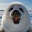 polar opposites Discord server icon