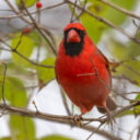 Village Green Reen 🌳 Discord server icon