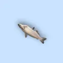 Fish Hangout PPF
