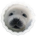 🦭🪽      SEALTOPIA  　⏦  ﾟ Discord server icon