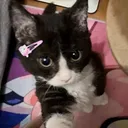 つゆのサーバー