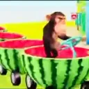 WatermelonTrain