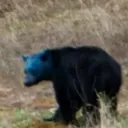 Bear Cave