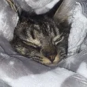 Sigmas unite Discord server icon