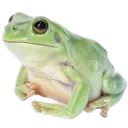 Brejo