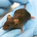 Vera Volta Labs