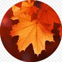 Maple Angel