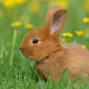 [DM/BFDIF/RDS] - Community Server