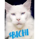 $Bichi_Blue_Cat 🐾 ᓚᘏᗢ