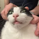 3 last braincells Discord server icon