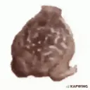 Frog Infection
