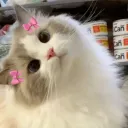 киски