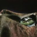 The Lake of Stars Discord server icon