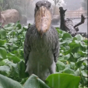 Carbon's Mods Discord server icon