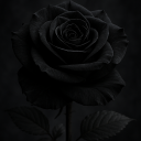 Black Rose Promotions | Advertise・Growth・Social Media