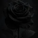 Black Rose Promotions | Advertise・Growth・Social Media discord icon