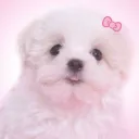 ˖ ࣪ ⊹ Puppy 𝜗ৎ Palace 𝜗ৎ Gateway⊹ ࣪ ˖ discord icon