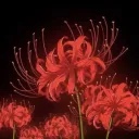 Crimson Lilies