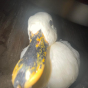 csurv Discord server icon