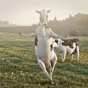 مرعى البقر