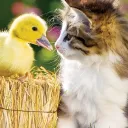 Daki Ducks