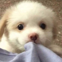 gay baby seal corner Discord server icon