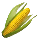 CORN